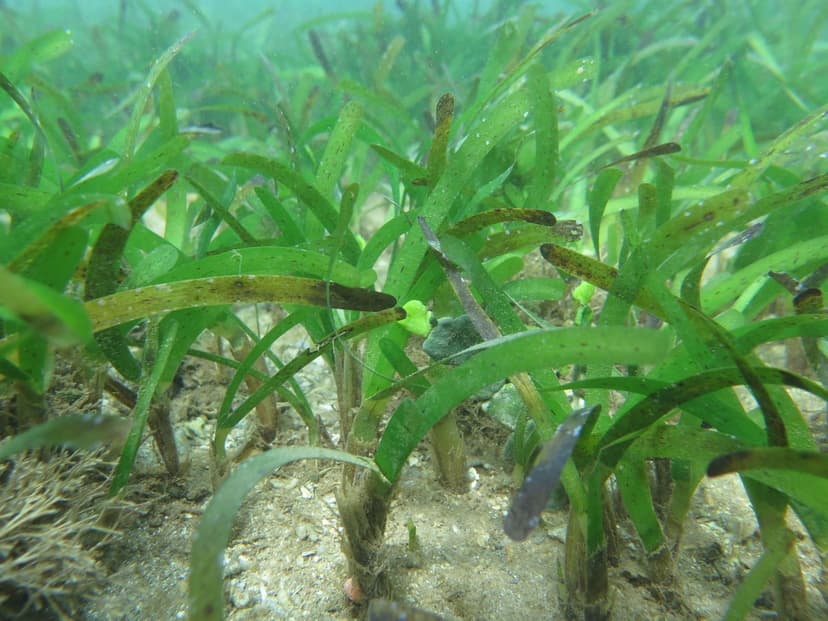 Seagrass ecosystem view